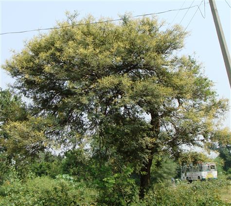 Vachellia leucophloea